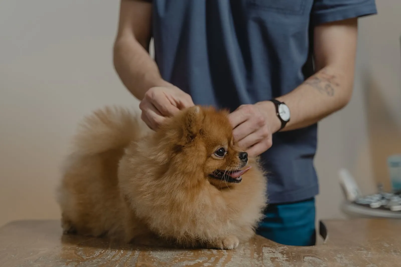 Perro pomerania sentado en la mesa del consultorio mientras lo revisan