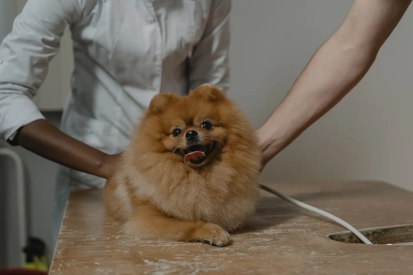 Perro pomerania tranquilo en la mesa de atención, con dos personas cuidándolo